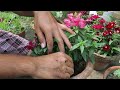 Growing Dwarf Snapdragon / Antirrhinum Plants. Dwarf Snapdragon (Antirrhinum majus) Plant care.