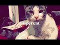 SuperCat (Official Trailer 2022)