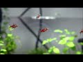 Crystal Red and Mosquito Rasbora in Dennerle 30 Liter cube