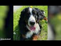 Bernese Mountain Dog - Top 10 Facts