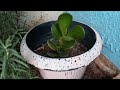 PLANTAS  RECEBIDAS