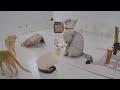 😅 Epic Cat Antics That Will Brighten Your Day 🙀😂 Best Funniest Catss Video 2024 🐕🤣