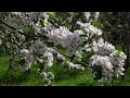 Relaxing Nature Sounds - Birds Chirping in a Spring Garden - Calming 5 Min Mindfulness Meditation