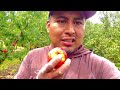 Estas 2 variedades de duraznos producen fruta en abundancia 🍑🙉