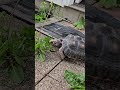 @charliethetortoisebrzeczkowski #Charlie #Enjoying #Ultrafresh #Dandelion #Crunchtime