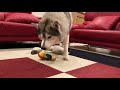 Siberian Husky eating a hard fish with his sister