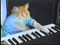 Yo Yo Master trolls news station, Keyboard Cat plays him off.