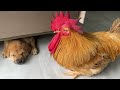 So funny and cute🤣! The rooster wants to make friends with the puppy and the puppy is surprised