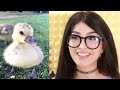 The CUTEST Animals On Tik Tok