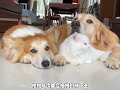 cat and dog good relationship