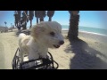 Uplifting Dog video