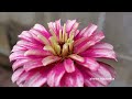 The beauty of three zinnias || Beautiful flowers || Gardening || From seeds to flowers •