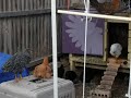 Chicken on a Swing