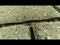 Ants Vs Sunflower Seed - Timelapse