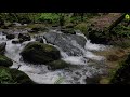 Calming Mountain River Waterflow in the Forest | Relaxing White Noise Water Sounds for Sleeping