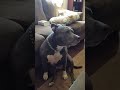 Cute pitbull barks, howls and growels back at owner :)