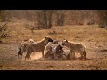 4K African Wildlife: The World's Greatest Migration from Tanzania to Kenya With Relaxing Music