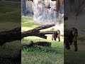 GORILLA VS CAT