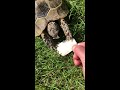 Turtle eating sepia bone