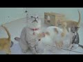 🐈 So Funny! Funniest Cats and Dogs 😂😂 Funny And Cute Cats Videos 2024 ❤️