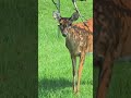 Fawn is eating grass (Momma Doe being cautious)