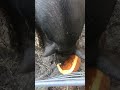 Giant tortoise and wild boar sharing a pumkin