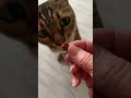 Taylor the Bengal Cat does a taste test on cat treats