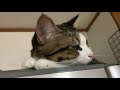 Cat meows adorably when it wants to be spoiled