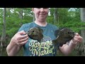 Bluegill Fishing on Reelfoot Lake