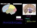 Biological basis of schizophrenia | Behavior | MCAT | Khan Academy