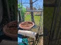 An awesome and durable Catio for my three kitties.