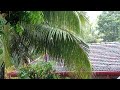 Moments In Nature 39 | The Home Jungle | Wild Jungle Relax | Nature Forest Travel USA TV