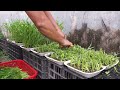 The idea of ​​growing spinach in foam trays on the balcony is easy