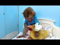 Monkey Baby Bon Bon takes the duckling to toilet and eats watermelon with the puppy so yummy