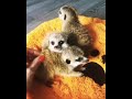 Meerkats