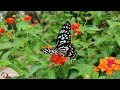 🌼🌸❀✿🌷 Flowers Journey, Relaxing Flower Music, Peaceful Music Videos, Relaxing Flower :)