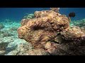 Maldives Conrad Adventure Snorkel - Reef