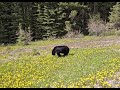 WE SAW A WILD BLACK BEAR BY THE ROAD IN CANADA! SO EXCITING! 🐻 #bear #bears #blackbear #Canada