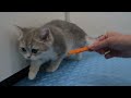 Cute kittens see carrot for the first time