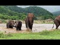 Baby Elephant Pyi Mai and Chaba Enjoy Spending Time In The Jungle - ElephantNews