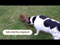 Rescue Dog Meets Hedgehog