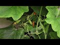 Pumpkin Growing from Seed to Flowers 🎃 120 days Time Lapse