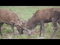 The Red deer rut in Bradgate Park, Leicestershire