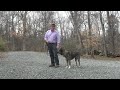 Rose | Akita Dog Training - Winston Salem NC