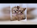 Cute Baby Animals Videos Compilation | Funny and Cute Moment of the Animals #6
