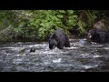 Bear Scrap Over Fish   HD 1080p