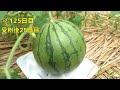 How to grow watermelon from store-bought watermelon