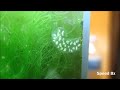 Pond Snail Eggs (Time Lapse 8x)