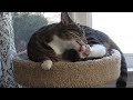 Winter Life With 11 Cats January 2024 - S7 E19 - Lucky Ferals Cat Vlog