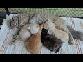 A cat who has lost her 3 kittens does not want the rest of her kittens to be lost.